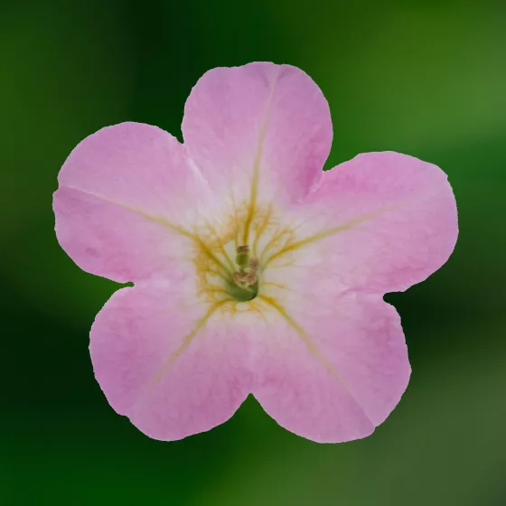 Itsy™ Pink