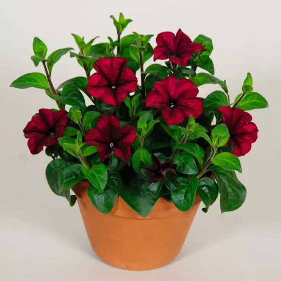 Sanguna® Burgundy