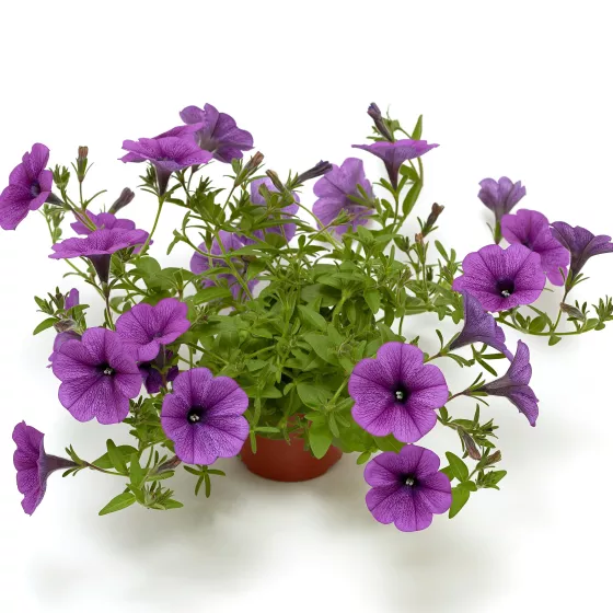 Sanguna® Deep Lavender Vein
