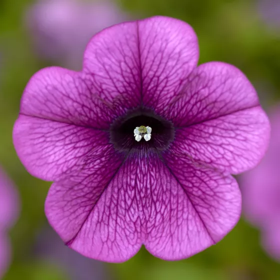 Sanguna® Deep Lavender Vein