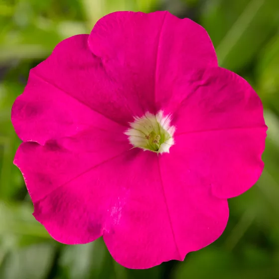 Sanguna® Hot Rose