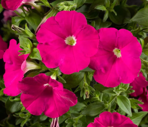 Sanguna® Hot Rose