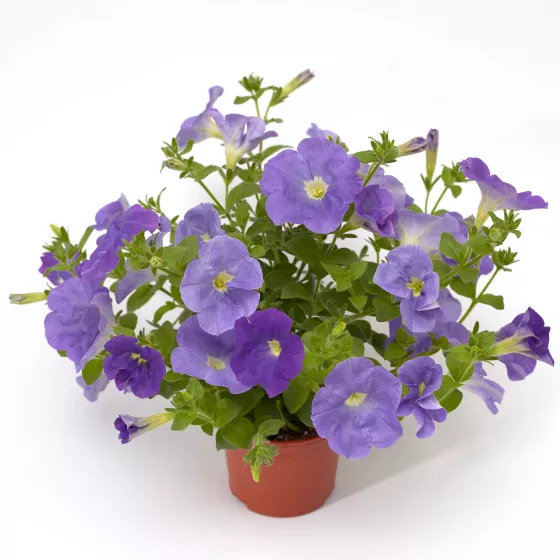 Sanguna® Light Blue