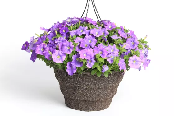 Sanguna® Light Blue
