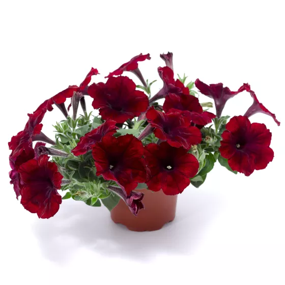 Sanguna® Merlot