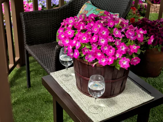Sanguna® Patio Pink Morn