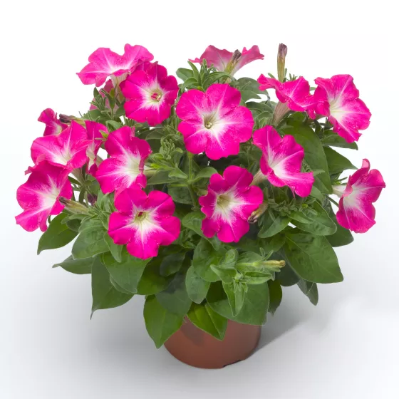 Sanguna® Patio Pink Morn