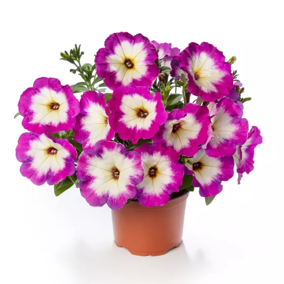 Sanguna® Patio Radiant Violet