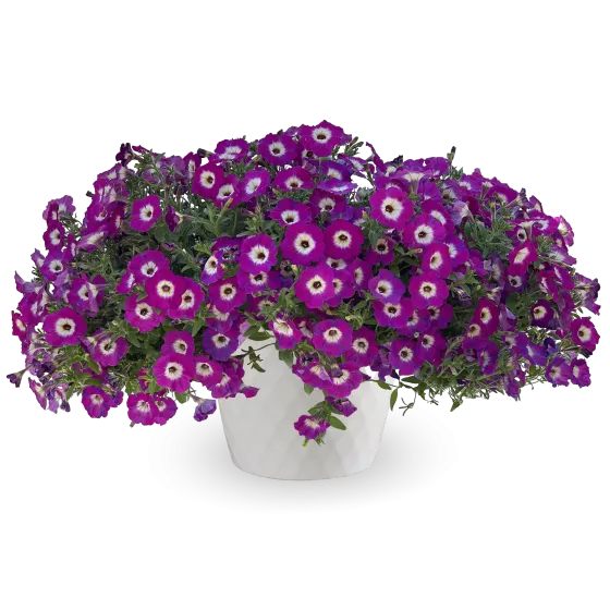 Sanguna® Patio Radiant Violet