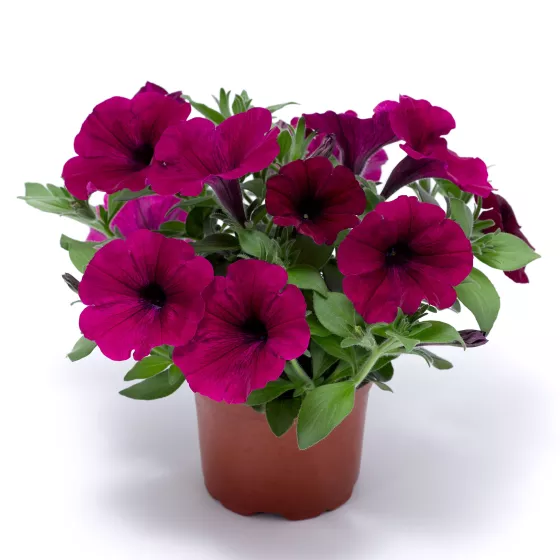 Sanguna® Purple