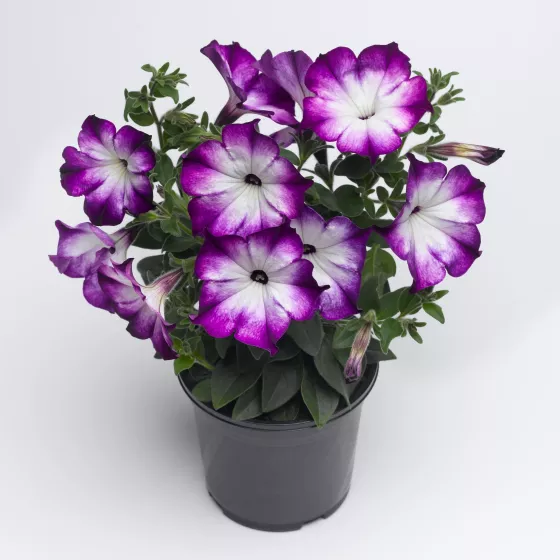 Sanguna® Radiant Blue