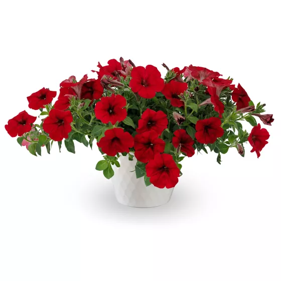 Sanguna® Red Imp.