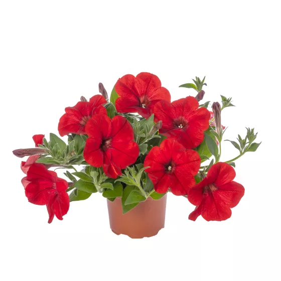 Sanguna® Red Imp.