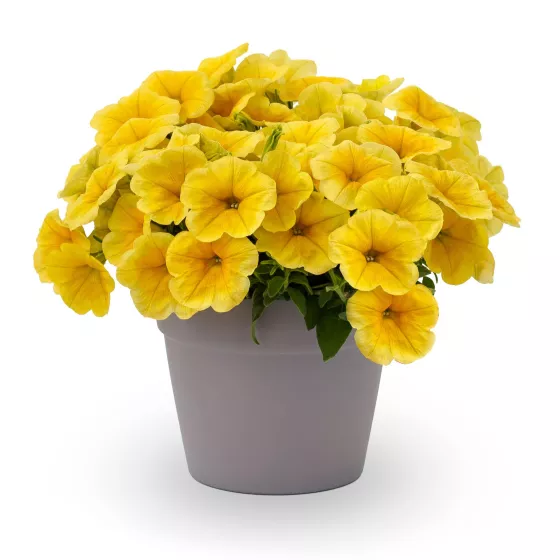 Sanguna® Sunshine | Syngenta Flowers