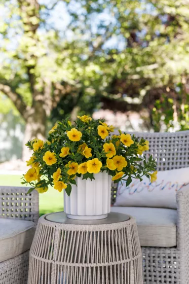 Sanguna® Sunshine | Syngenta Flowers