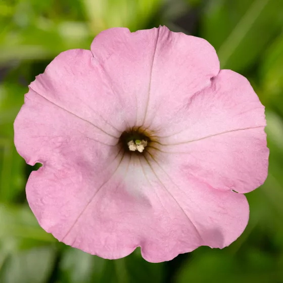 Sanguna® Sweet Pink