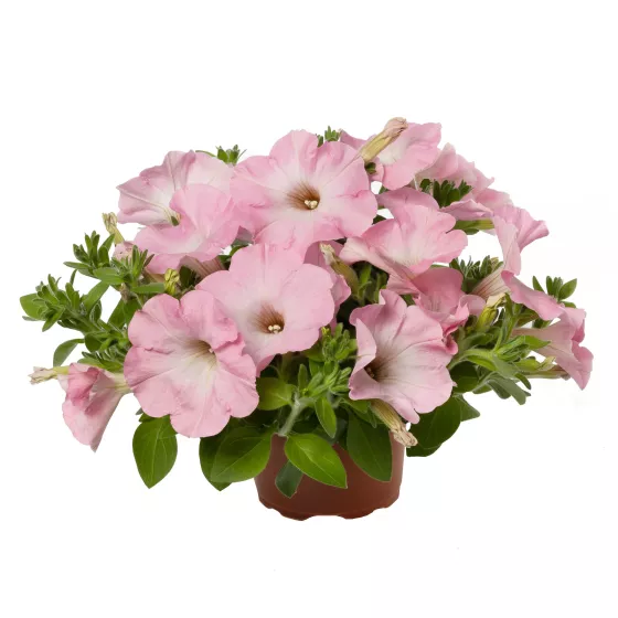 Sanguna® Sweet Pink