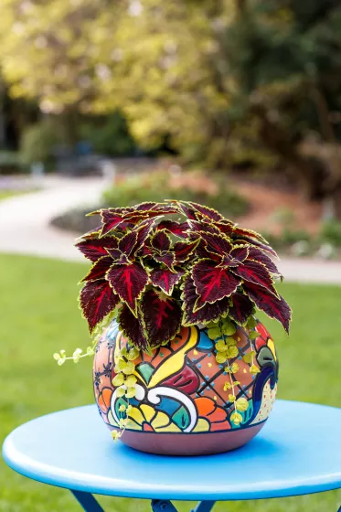 Talavera™ Pink Tricolor