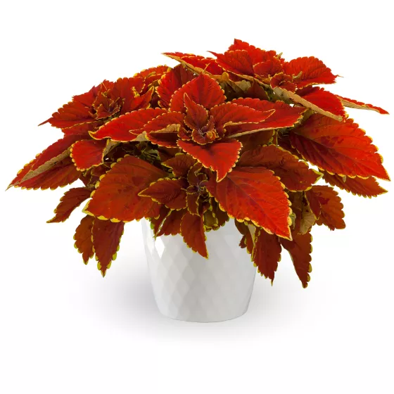 Talavera™ Sienna