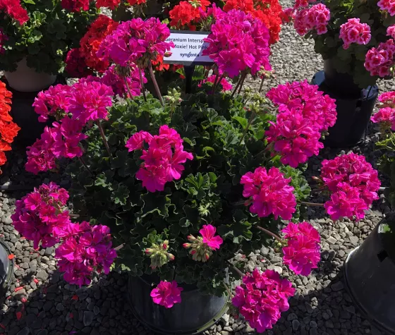 Moxie!™ Hot Pink