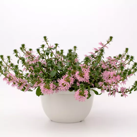 Fanatix™ Pink