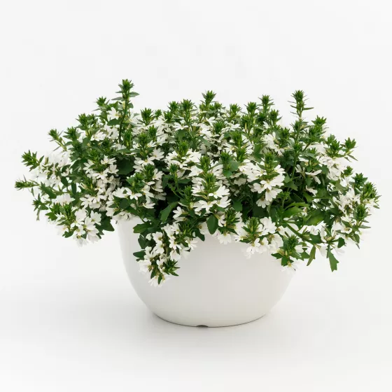 Fanatix™ White