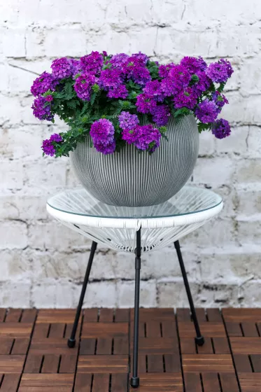 Lanai® Blue Imp.