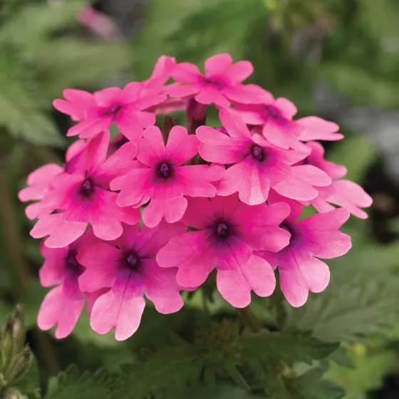 Lanai® Bright Eye | Syngenta Flowers