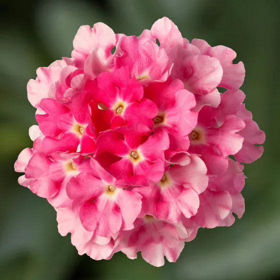 Lanai® Compact Candy Pink | Syngenta Flowers