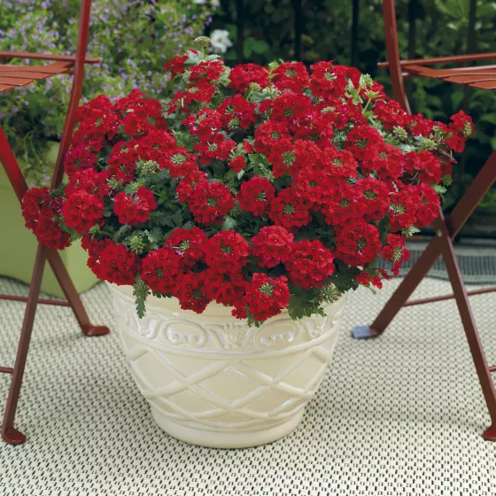 Lanai® Compact Red