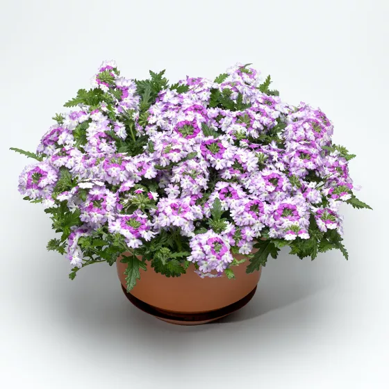 Lanai® Compact Twister™ Purple | Syngenta Flowers