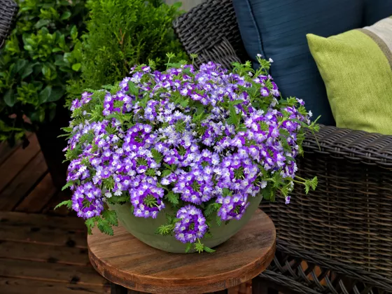 Lanai® Compact Twister™  Purple