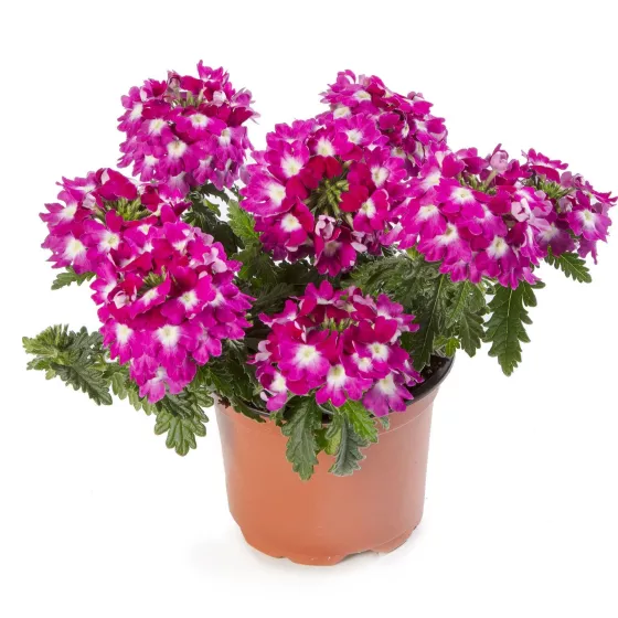 Lanai® Compact Violet with Eye