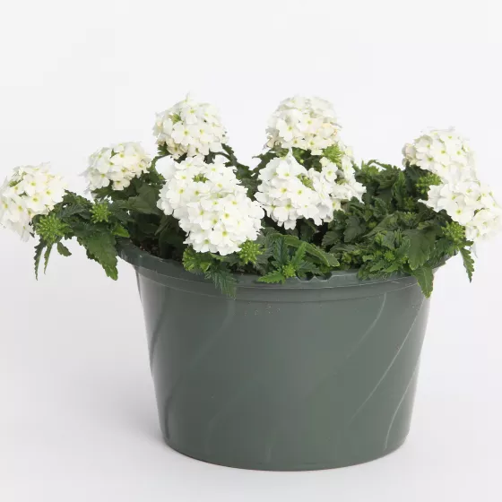 Lanai® Compact White
