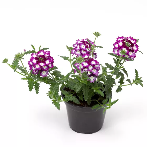 Lanai® Cyclops Purple