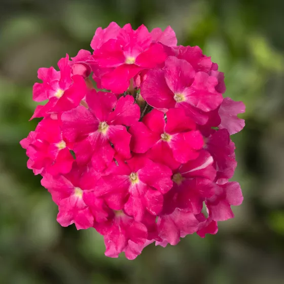 Lanai® Deep Pink