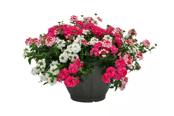 Lanai® Deep Pink | Syngenta Flowers