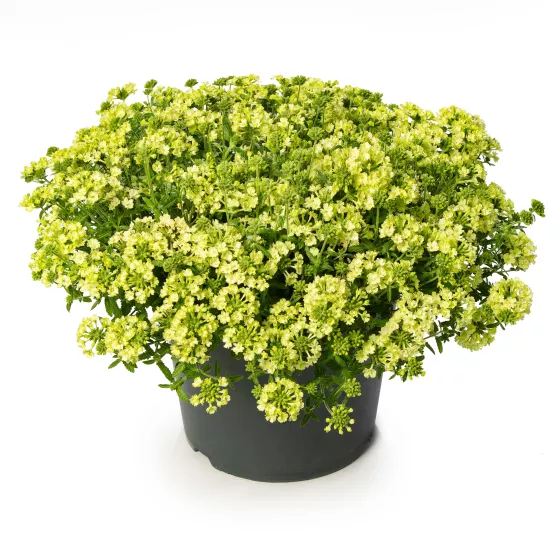 Lanai® Green Apple