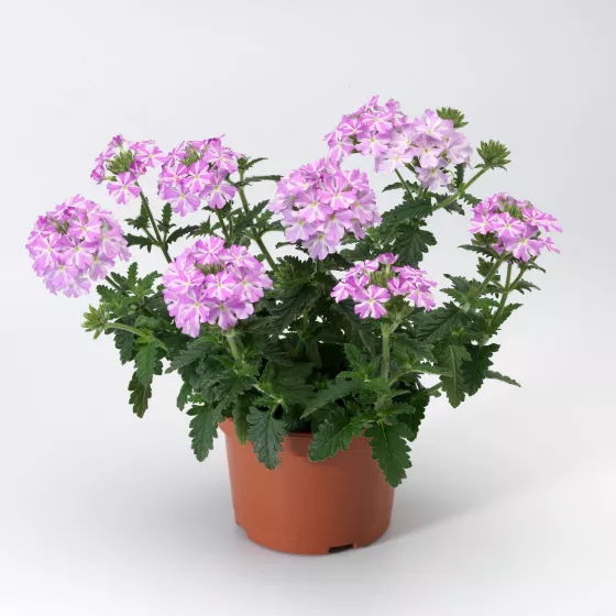 Lanai® Lavender Star