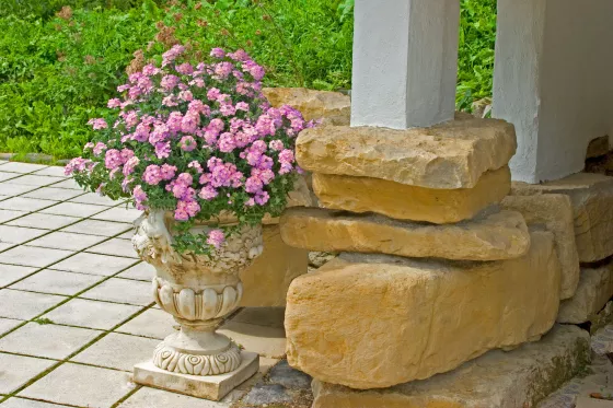 Lanai® Lavender Star