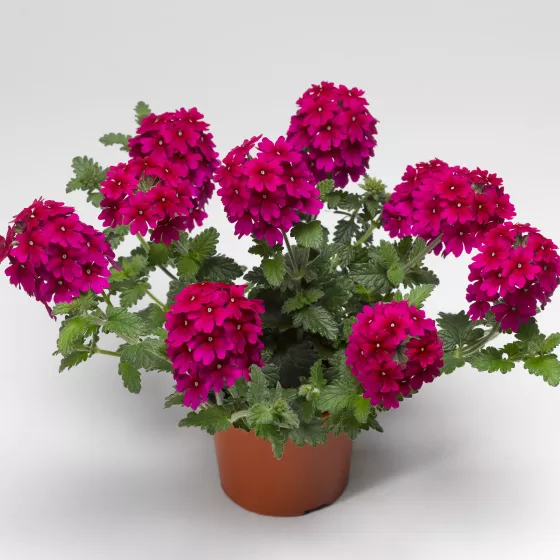 Lanai® Magenta