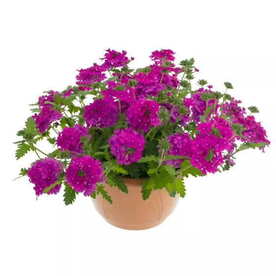 Lanai® Neon Rose | Syngenta Flowers