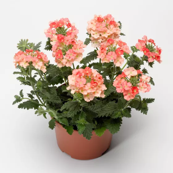 Lanai® Peach