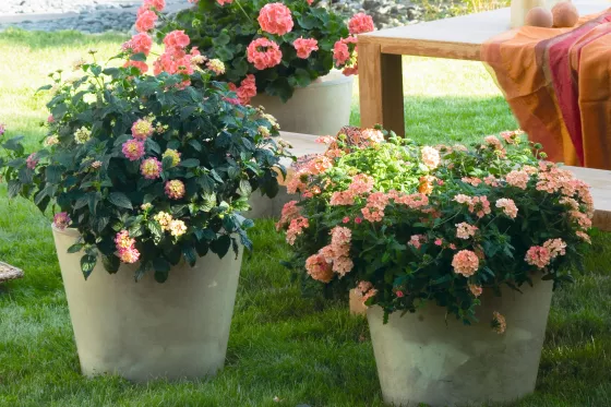 Lanai® Peach