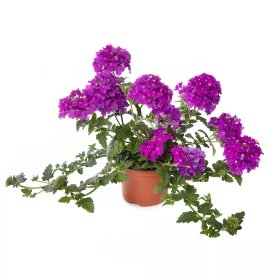 Lanai® Purple