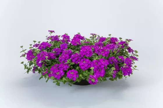 Lanai® Purple