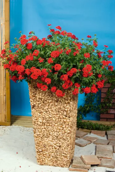 Lanai® Red
