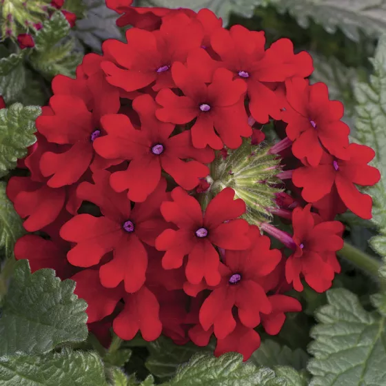 Lanai® Red