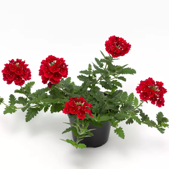 Lanai® Scarlet