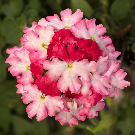 Lanai® Twister™ Hot Lips | Syngenta Flowers